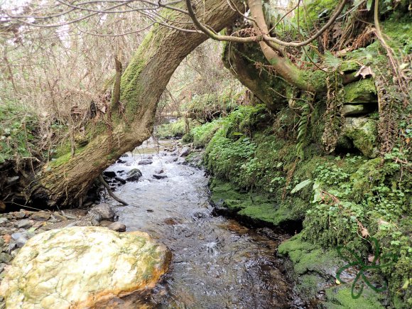 Abbeylands Glen