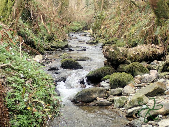 Abbeylands Glen