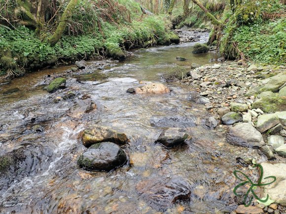 Abbeylands Glen