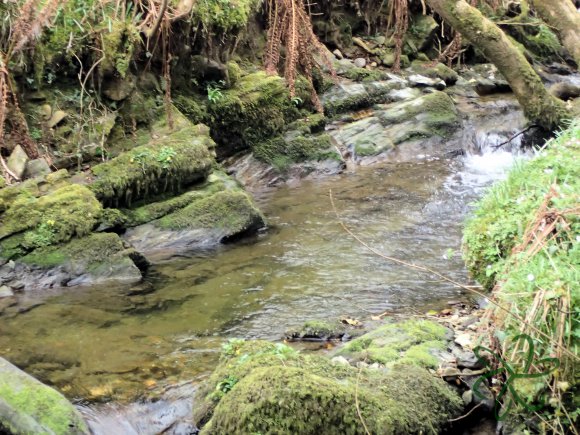 Abbeylands Glen