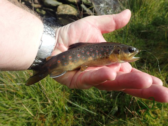 Block Eairy - Trout
