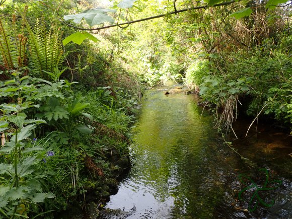 Thick Vegetation