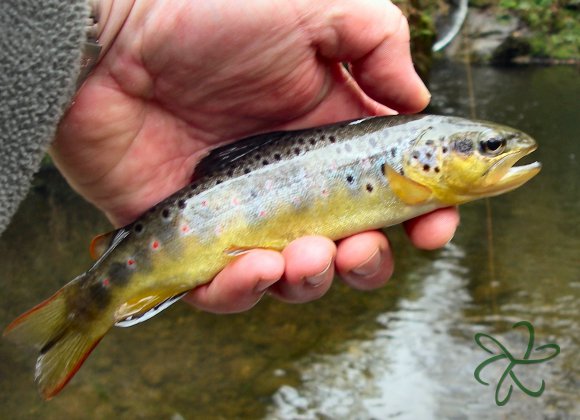 Colby Glen Trout