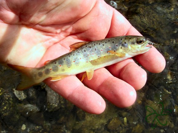 Cornaa River Trout