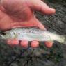 Crogga River