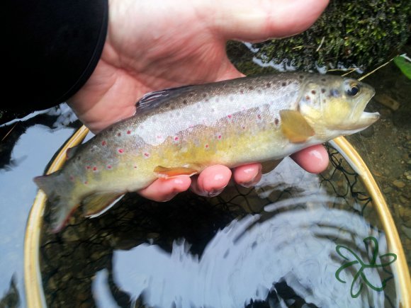 Port Soderick - Crogga River Trout