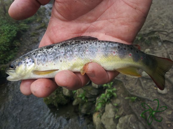 Port Soderick - Crogga River Trout