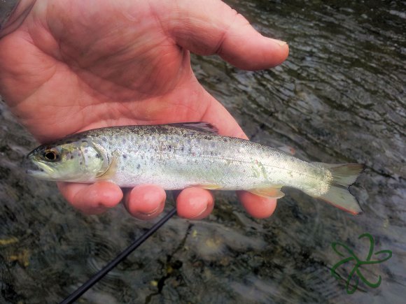 Port Soderick - Crogga River Trout