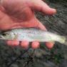 Port Soderick - Crogga River Trout