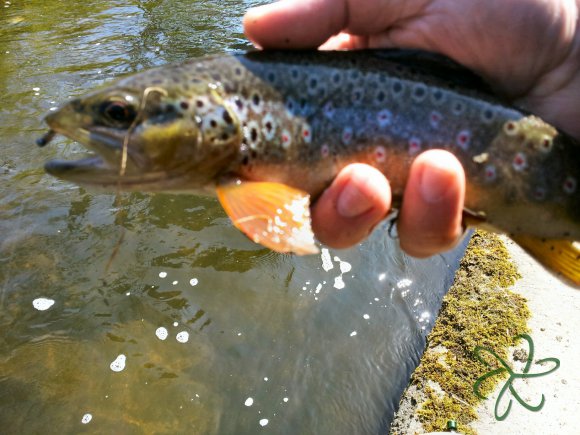 River Glass Trout