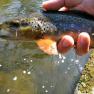 River Glass Trout