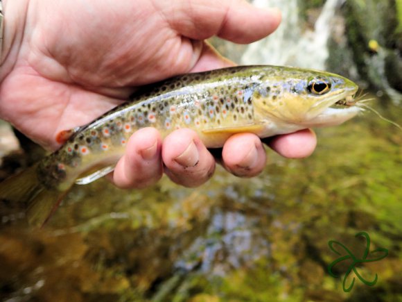 Dhoon Glen Trout