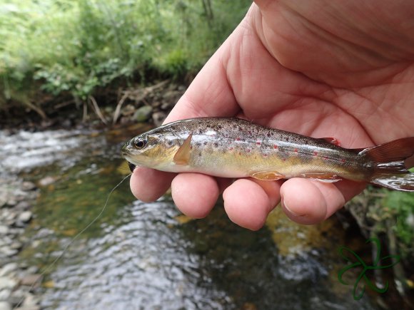 River Galss Trout