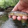 River Galss Trout