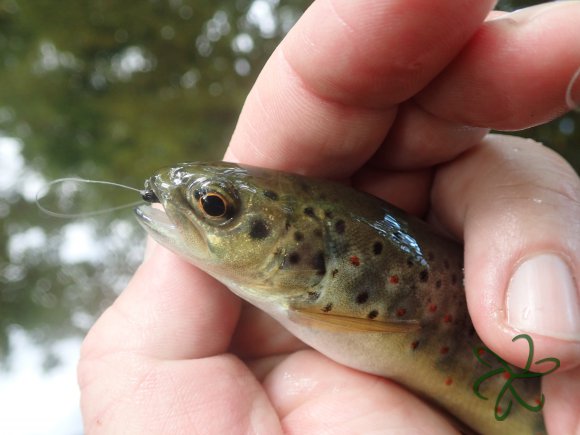 River Glass Trout