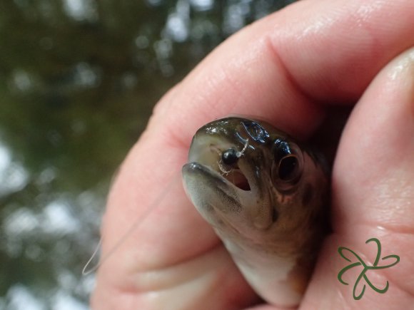 Trout with small jig nymph fished with Tenkara tackle.