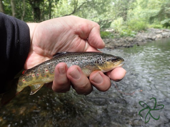 Glass Brown Trout 