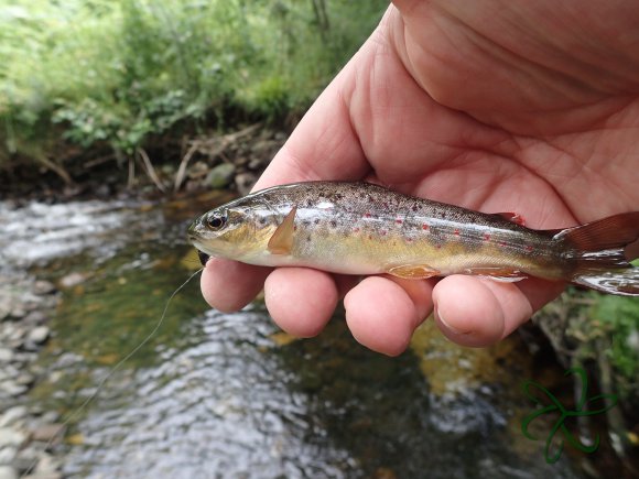 River Glass Tenkara Trout