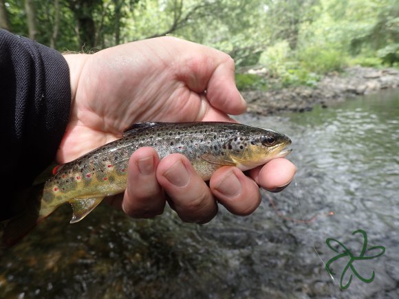 River Glass Trout