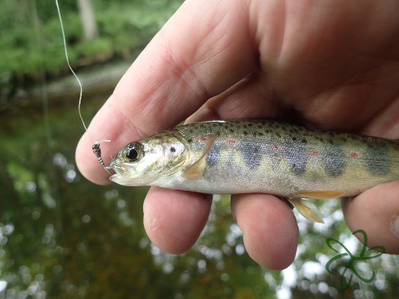 River Glass trout on a small nymph