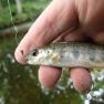 River Glass trout on a small nymph