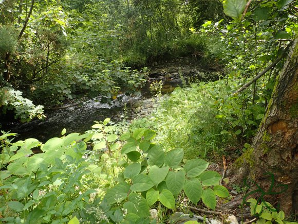 River Glass - side stream