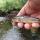 River Galss Trout