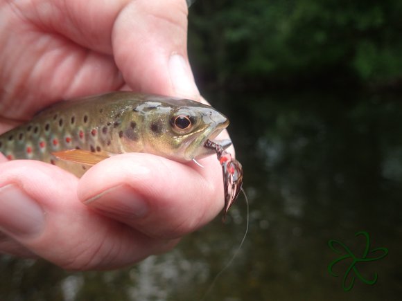 River Glass Trout