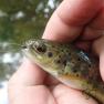 River Glass Trout