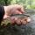 River Glass Trout