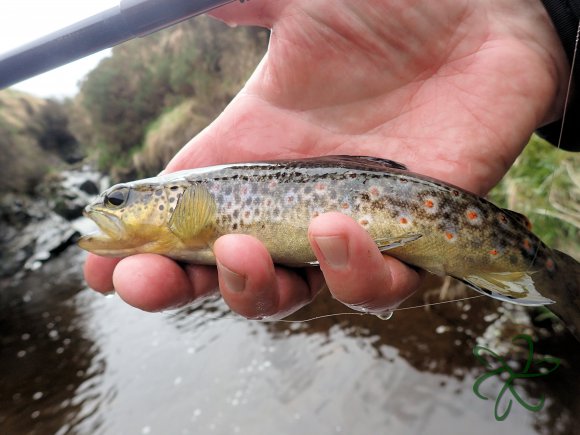 Glen Maye River above Glen Rushen Trout