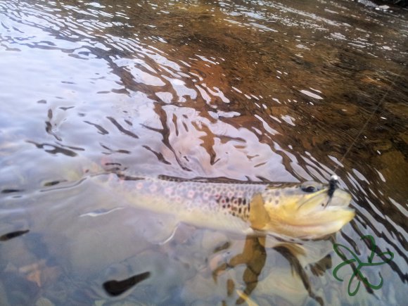 Glen Maye River at Glen Rushen