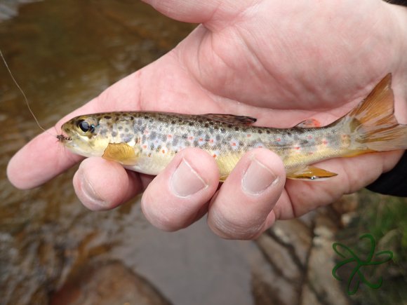 Glen Maye River - Rushen Glen - Trout