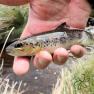 Glen Maye River above Glen Rushen Trout