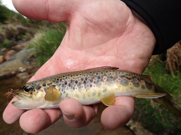 Glen Maye River - Rushen Glen - Trout