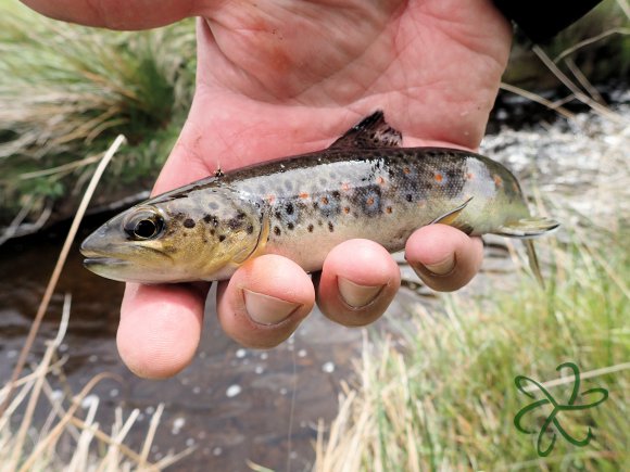 Glen Maye River above Glen Rushen Trout