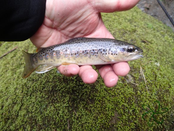 Glen Maye Trout