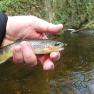 Glen Maye Trout