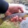 Glen Maye River at Glen Rushen Trout