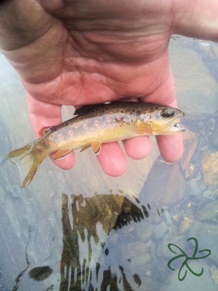 Glen Maye River at Glen Rushen Trout