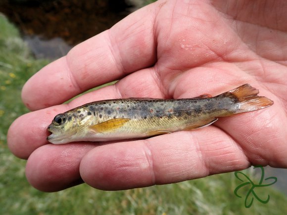 Glen Maye River above Glen Rushen Trout