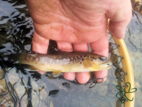 Glen Maye River at Glen Rushen Trout