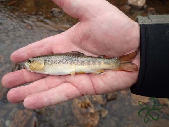 Glen Maye River - Rushen Glen - Trout