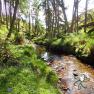 Glen Maye River - Rushen Glen