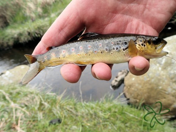 Glen Maye River above Glen Rushen Trout