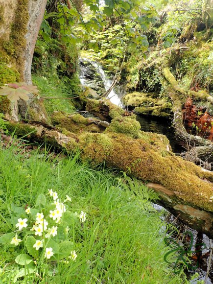 Glen Maye River above Glen Rushen