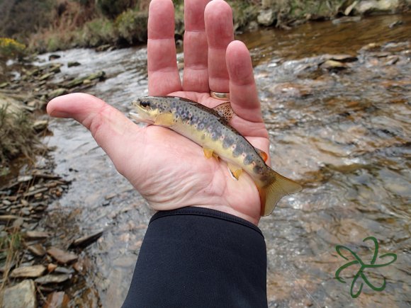 Glen Maye River at Glen Rushen Trout