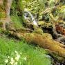 Glen Maye River above Glen Rushen