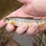 Glen Maye River - Rushen Glen - Trout