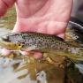 Glen Maye River - Rushen Glen